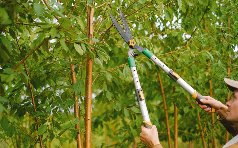 Tree trimming in Buckland, AK